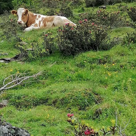 Mooshof *
